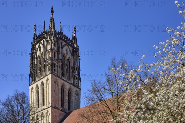 Überwasserkirche, Church of Our Lady, church tower, Gothic architectural style, blossoming tree,