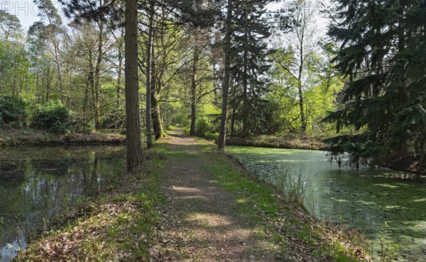An idyllic forest path between two ponds, surrounded by tall trees and fresh greenery, Münsterland,