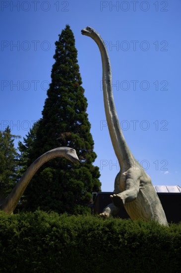 Replica, model of a Brachiosaurus, in front of Urwelt-Museum Hauff, Museum, Holzmaden,