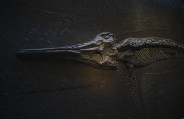 Interior photograph, head of a young ichthyosaur Temnodontosaurus trigonodon, exhibition,