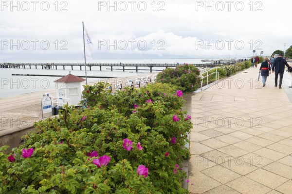 Potato rose (Rosa rugosa), beach promenade, promenade, pier, Baltic Sea, Baltic seaside resort,