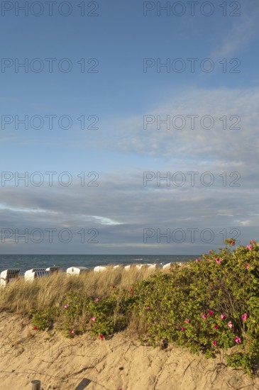Coastal landscape, dunes, marram grass, potato rose (Rosa rugosa), beach chairs, Baltic Sea, Baltic