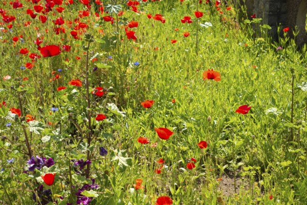 Various plants, flowers, front garden, Friedrich- Borgwardt-Sraße, Baltic Sea, Baltic Sea resort,