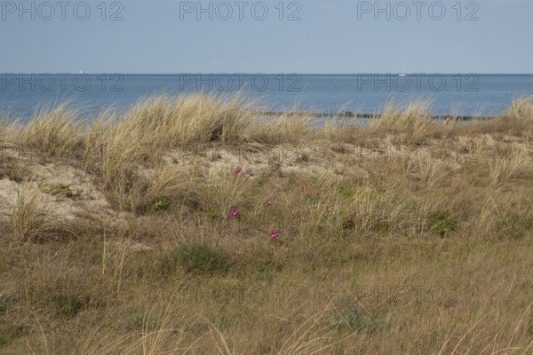 Beach dune with potato roses, Baltic Sea, Kühlungsborn, Rostock district, Mecklenburg-Western
