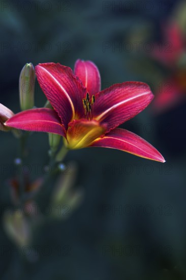 Close-up of a pink daylily (Hemerocallis) with fascinating details of the petals against a dark