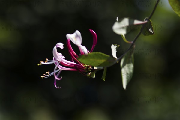 Delicate honeysuckle flowers (Lonicera caprifolium) stand out with their fine details against a