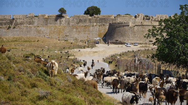 Herd of goats moving along a narrow path in front of a massive fortress wall, Antimacheia, Medieval