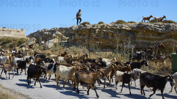 Shepherd leading goats along a small path through a rocky landscape, Antimacheia, Medieval