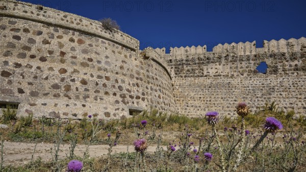 Fortress walls tower over the site, surrounded by flowering thistles, Antimacheia, Medieval