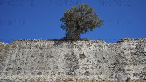 Tree protruding from an ancient stone wall, Antimacheia, Medieval fortress, St John's fortress,