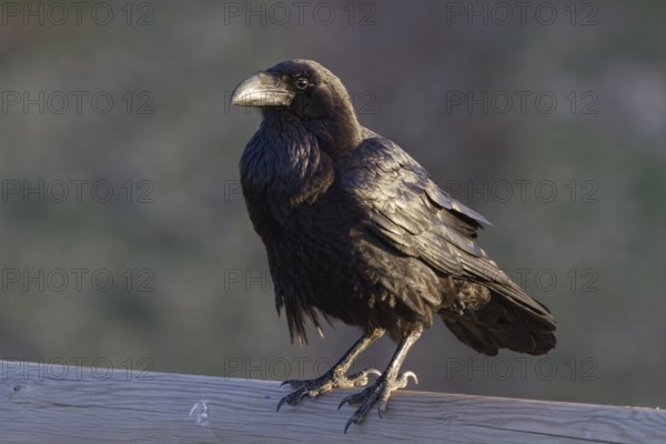 Canary Raven (Corvus corax canariensis), endemic, Fuerteventura, Canary Island, Canary Islands,