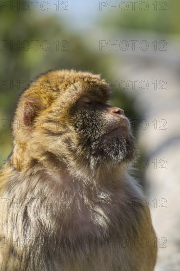 Barbary macaque (Macaca sylvanus), also called Magot, Gibraltar