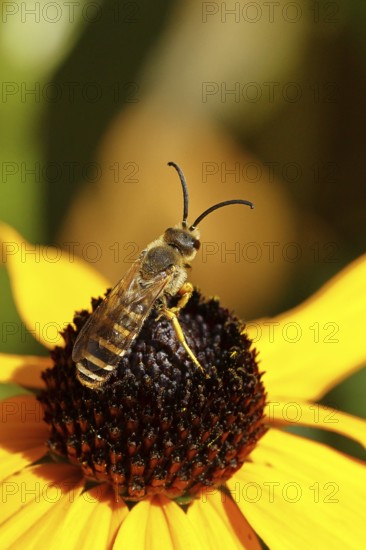 Yellow-banded furrow bee (Halictus scabiosae), on yellow coneflower (Echinacea paradoxa),