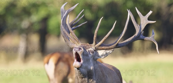 Red deer (Cervus elaphus) during the rutting season, a capital stag roaring in a forest clearing,
