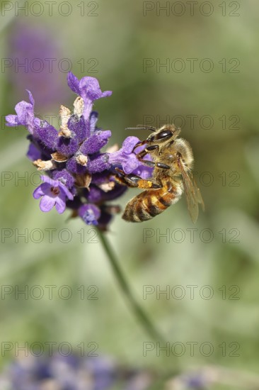 Honey bee (Apis mellifera) on a lavender flower (Lavandula angustifolia), macro photograph,