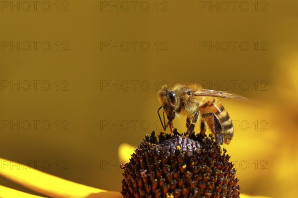 European honey bee (Apis mellifera), collecting nectar from a yellow coneflower (Echinacea