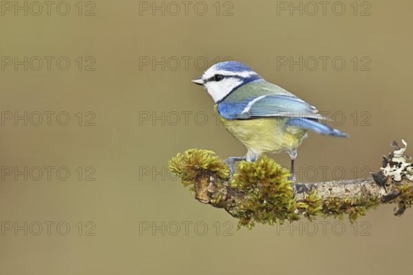Blue tit (Parus caeruleus), sitting on moss-covered dead wood, Wilnsdorf, North Rhine-Westphalia,