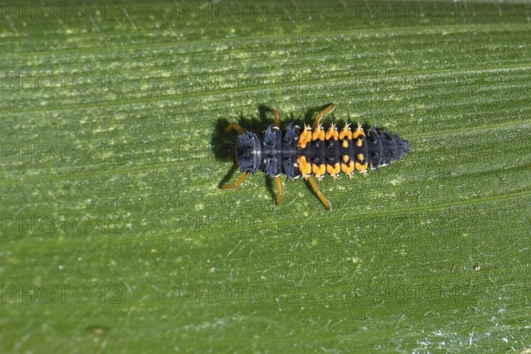 Ladybird larva, seven-spot ladybird (Coccinella septempunctata), insect larva, beneficial insect,