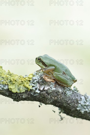 European tree frog (Hyla arborea) sitting on a lichen-covered branch in its natural environment,