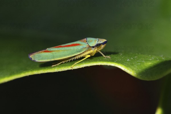 Rhododendron cicada (Graphocephala fennahi) sitting on a leaf of a rhododendron (Rhododendron),