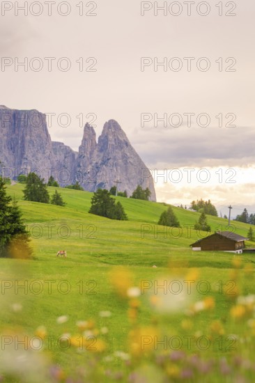 Idyllic green meadows with flora in front of impressive mountain scenery and a wooden hut, Alpe di