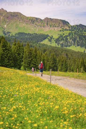 Hikers walking on a path next to flowering meadows with mountain views, Alpe di Siusi, South Tyrol,