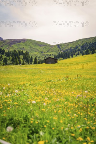Blooming meadow with a wooden hut and green mountain landscape in the background, Alpe di Siusi,