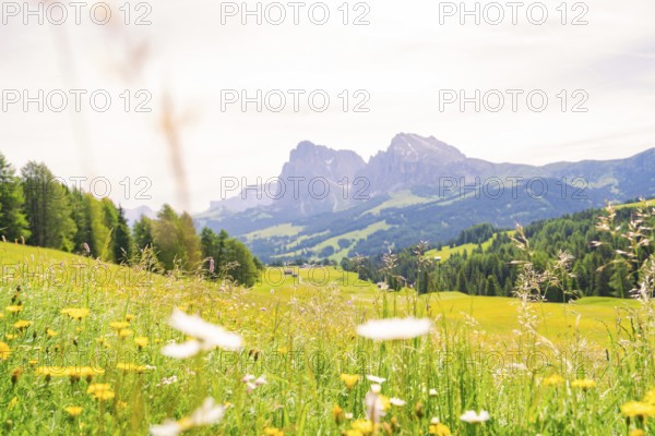 Flower meadow with view of distant mountains and wide, green hills, Alpe di Siusi, South Tyrol,