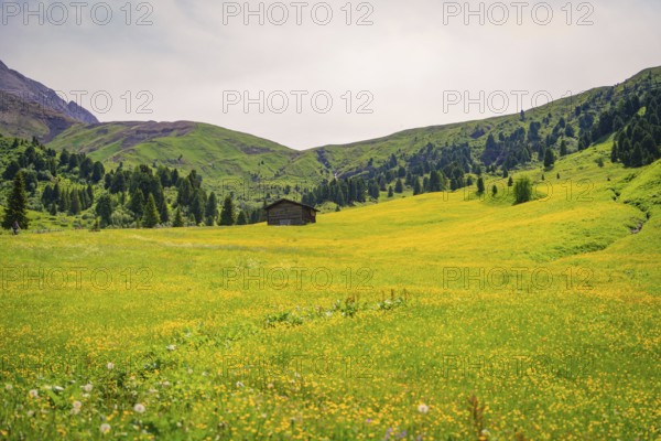 Wide yellow flower meadow with wooden hut embedded in green mountain landscape, Alpe di Siusi,