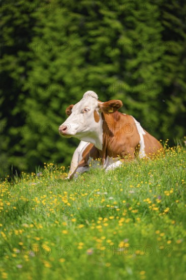 Brown and white cow lying peacefully on a colourful flower meadow in the green, Alpe di Siusi,