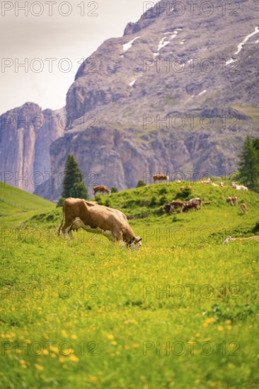 Cow grazing on green meadow in front of impressive mountain scenery and quiet atmosphere, Alpe di