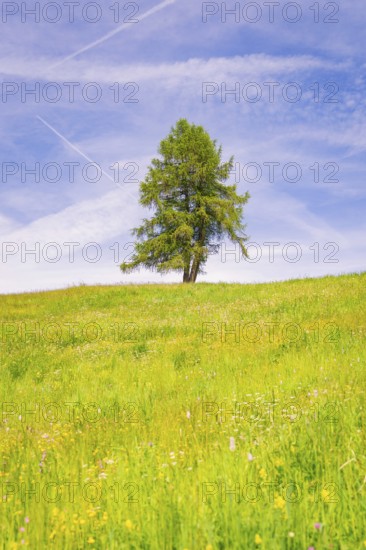 Single tree stands on a wide, blooming meadow under a blue sky, Alpe di Siusi, South Tyrol,