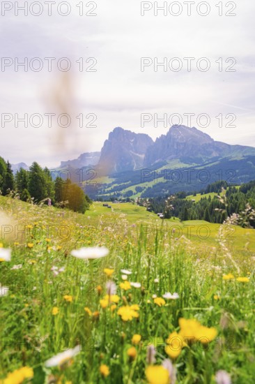 Blooming meadow with a picturesque mountain panorama in the background, Alpe di Siusi, South Tyrol,