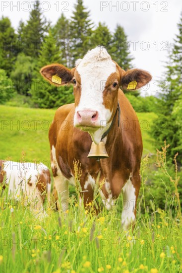 Cow with bell on a flowering meadow, surrounded by trees and greenery, Alpe di Siusi, South Tyrol,