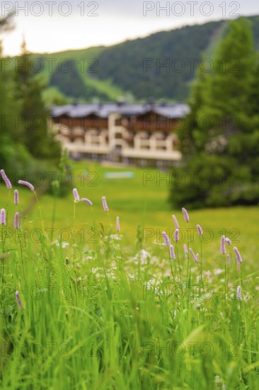 Foreground with flowers and blurred background of a building in a green environment, Alpe di Siusi,