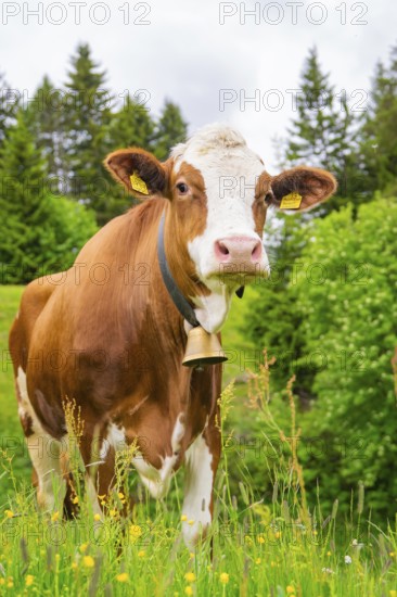Portrait of a cow with a bell on a flowering meadow in a natural setting, Alpe di Siusi, South
