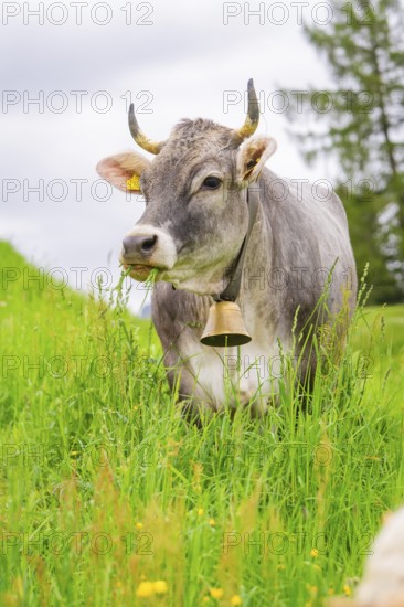 Grey cow with bell in a meadow in a green, natural environment, Alpe di Siusi, South Tyrol,