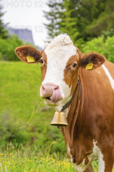Close-up of a cow with a bell, chewing grass, Alpe di Siusi, South Tyrol, Dolomites, Italy