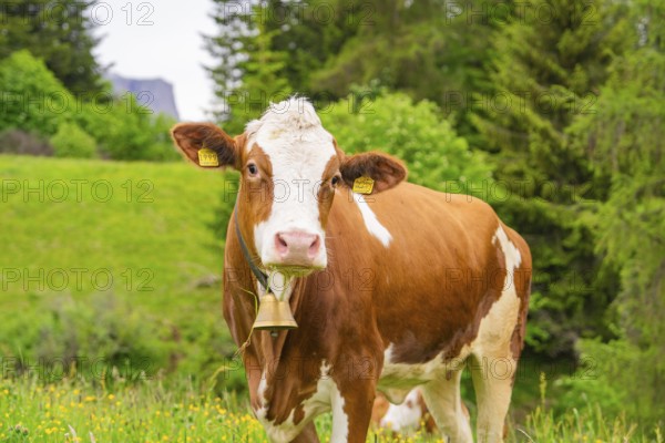 Cow with bell on a summer meadow in front of a wooded backdrop, Alpe di Siusi, South Tyrol,