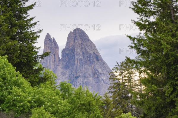 Rocky mountains above a green forest, in a peaceful landscape, Alpe di Siusi, South Tyrol,
