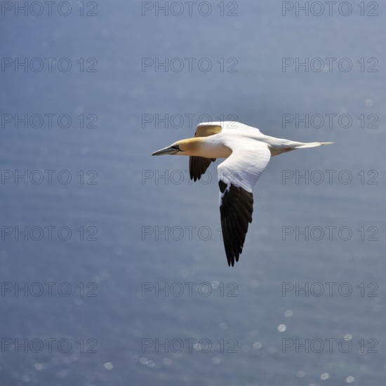 Northern gannet (Morus bassanus) on a bird cliff, flying over the sea, Helgoland Island,