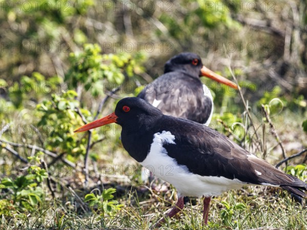 Two oystercatchers (Haematopus ostralegus), mating behaviour, Insel Düne, Heligoland,