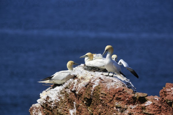 Northern gannet (Morus bassanus) on bird cliffs, steep coast, Heligoland Island,