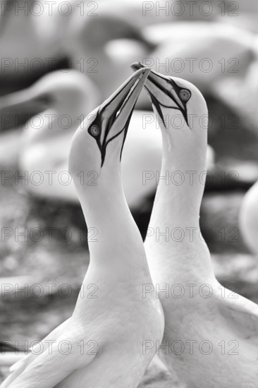 Gannet (Morus bassanus) on bird cliffs, pair courtship display, monochrome, Helgoland Island,