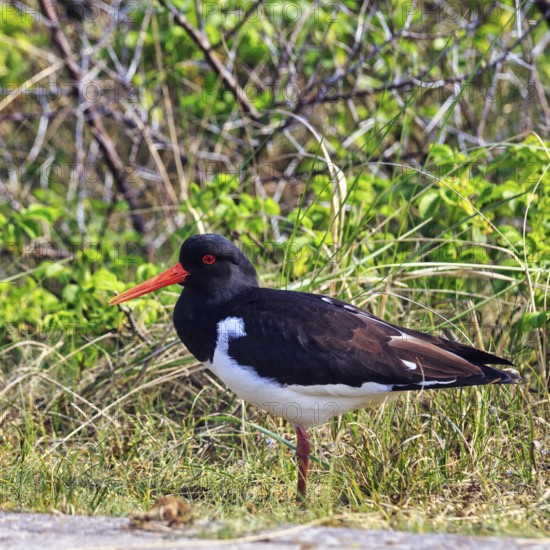 Oystercatcher (Haematopus ostralegus), standing on one leg, Dune Island, Heligoland,