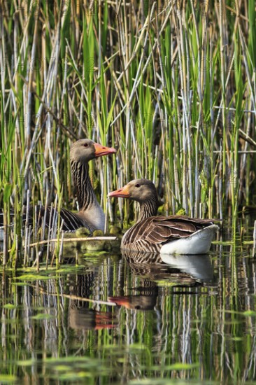 Two greylag geese (Anser anser), swimming on a pond, reed grass, Insel Düne, Heligoland,