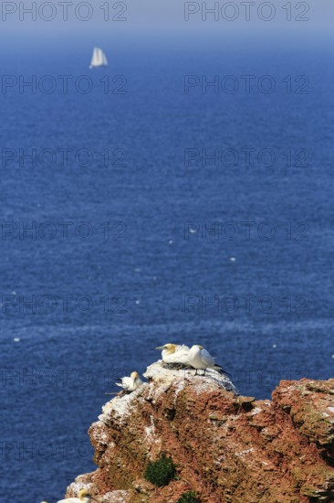 Gannet (Morus bassanus) on bird cliffs, steep coast, sailing boat on the horizon, offshore island