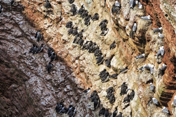 Gulls and guillemots (uria aalge) on bird cliffs, steep coast, Heligoland Island,