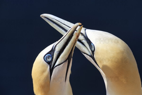 Northern gannet (Morus bassanus) on bird cliffs, pair mating, close-up against blue background,