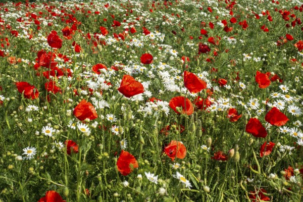 Meadow with Mayweed (Matricaria inodora) and Poppy (Papaver rhoeas) in Ystad, Skåne county, Sweden,